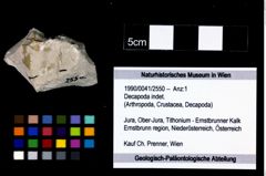 Foto (Objekt + Etikett) von Decapoda indet.  (NHMW-GEO-1990-0041-2550)